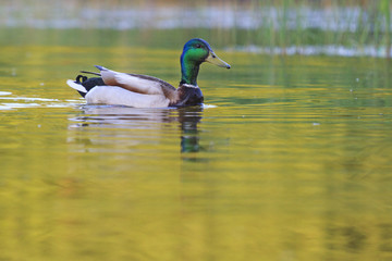 Obraz premium Mallard on water gold reflection/Mallard on the water with golden reflection. summer day