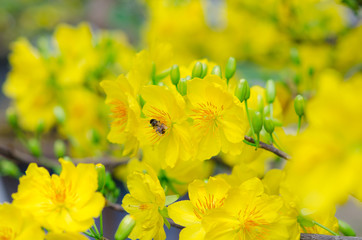 Macro a ochna integerrima integerrima branch, the flowers of tra