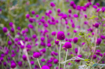 Globe amaranth flowers background