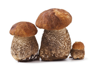 fresh mushrooms isolated on white background. Leccinum scabrum