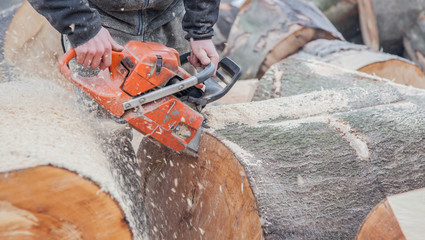 Close-up of male hands cutting trunk with chainsaw and many tree trunks in the background