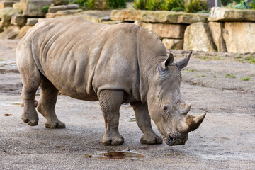 Naklejka premium African white rhinoceros
