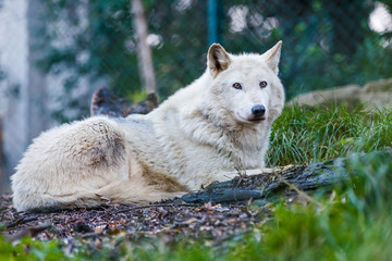 Obraz premium Beautiful white wolf