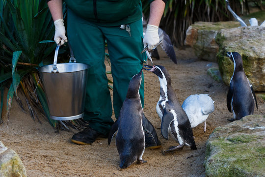 Zookeeper feeding the penguins