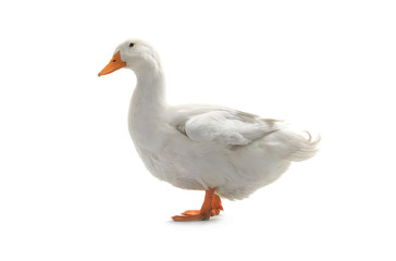 duck