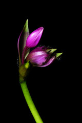 Purple flowers with ants