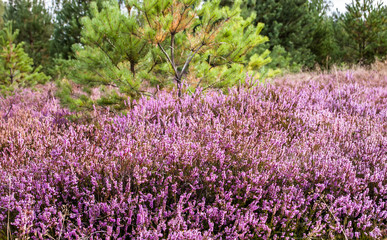 Beautiful heather in the forest close-up