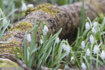 Schneeglöckchen