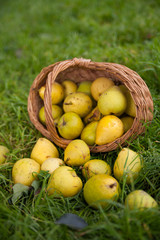 Harvest of sweet pears