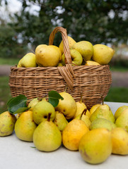 yellow pears  on   white table