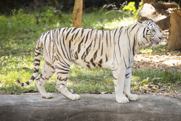 The White Tiger