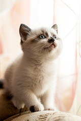 Fototapeta na wymiar kitten close-up indoors