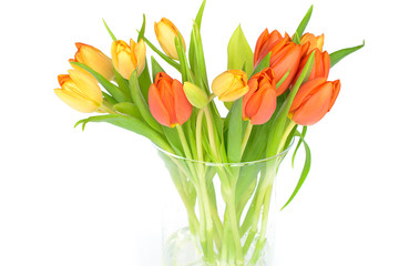 Colorfull tulips isolated on white background