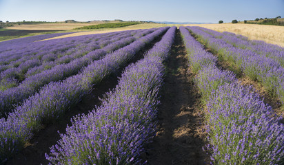 Rows of lavender