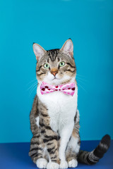 Fototapeta na wymiar Cat with a ribbon,bow sitting and looking to camera isolated on blue background.