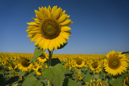 Fototapeta Happy sunflowers