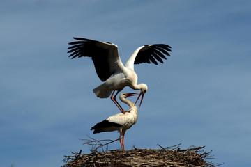 Cig&uuml;e&ntilde;as - 1