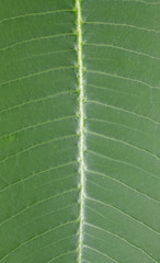pattern on the leaves