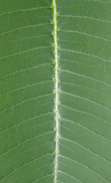 Fototapeta pattern on the leaves