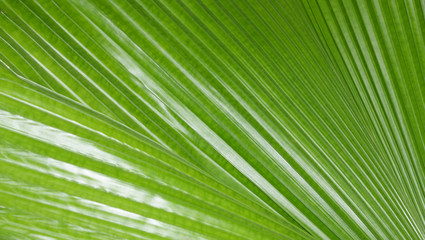pattern on the palm leaves