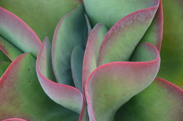 Purple, red, green cactus leafs