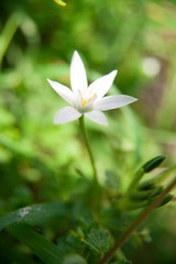 Beautiful white flower, wild garlic flower in green field, 