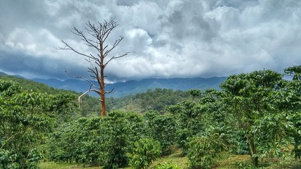 Kaffee und Tee Plantage Vietnam