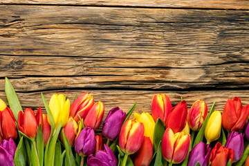 fresh tulips arranged on old wooden background