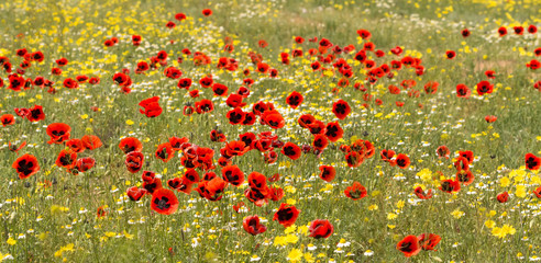 Plakaty  panoramiczny widok czerwonych kwiatów maku na polu z rumiankiem