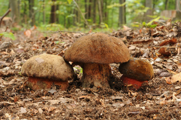 Boletus luridiformis, formerly known as Boletus erythropus, commonly known as the dotted stem bolete
