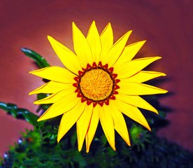 yellow sunflower - helios - big yellow flower in vase