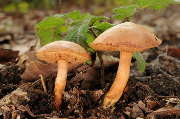 Chalciporus piperatus, commonly known as the peppery bolete fungus, growing in the forest