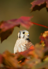 American kestrel sitting on tree among colorful leaves, clean background, Czech Republic, Europe