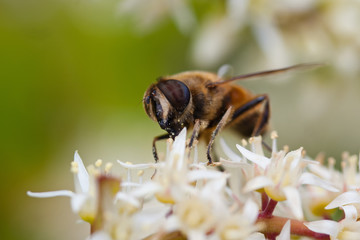 Wasp on sweetspire (itea virginica) flower.