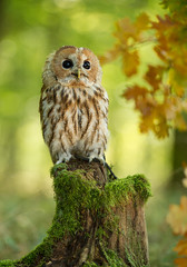 Strix sitting on mossy stump with autumn leaves in background, Czech Republic, Europe