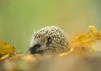European hedgehog in autumn leaves, with clean green background, Czech Republic, Europe