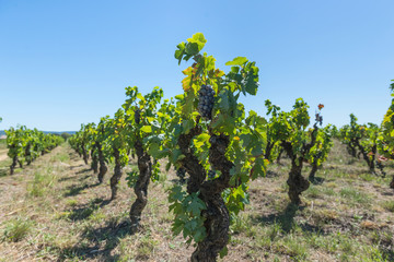Fototapeta na wymiar Vines with fruits. Provence. France. 
