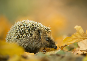 European hedgehog in autumn leaves, with clean background, Czech Republic, Europe