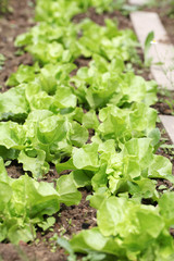 Lettuce in garden bed