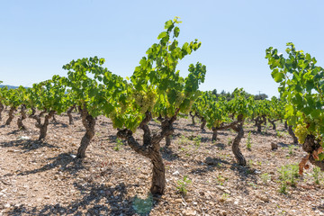 Fototapeta na wymiar Vines with fruits. Provence. France. 