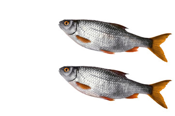 Crude River fish, lying on a white background.