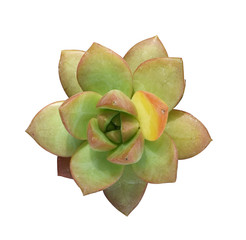  Miniature succulent plants