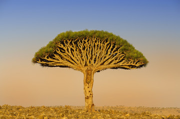 Fototapeta na wymiar One large endemic amazing dragon tree at the center of the valley. Yemen. Socotra. Far away on the horizon, many dragon trees.