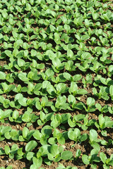 lettuce plant in field