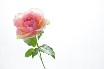 Pink rose on white background