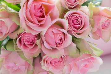 Pink rose on white background