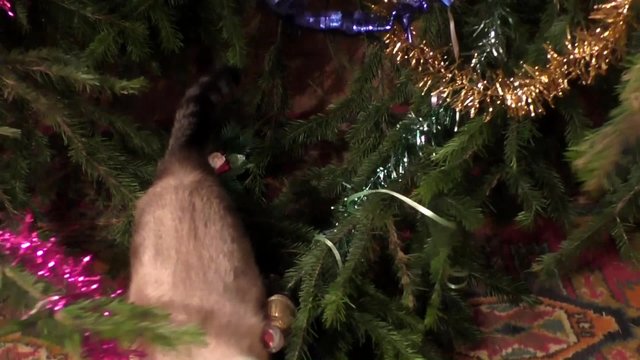 The Thai cat jumps behind a toy on a christmas tree