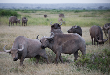 Herd of buffalo on african savannah