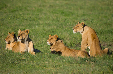 Four lioness on african savannah