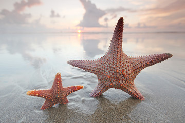 Obraz na płótnie Canvas Two starfish on beach at sunset